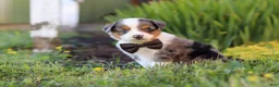 Toy Australian Shepherd dogs for sale: Thomas - Ad 2