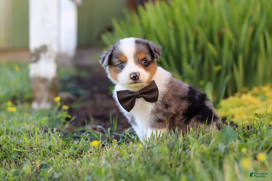 Toy Australian Shepherd dogs for sale: Thomas - Ad 2