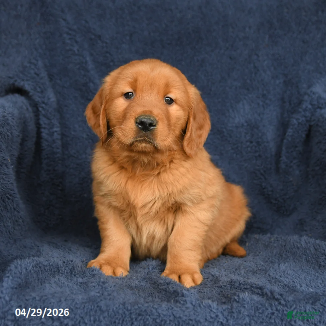 Golden Retriever dogs for sale: Rocky - Ad 3