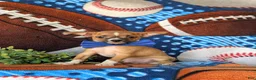 Chihuahua dogs for sale: Darrell - Ad 3