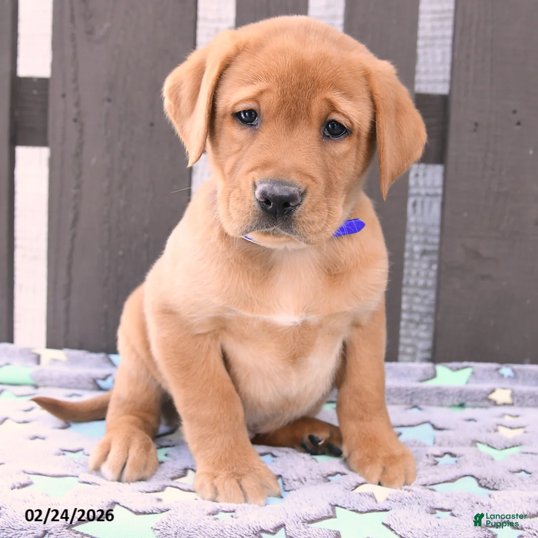 Labrador Retriever dogs for sale: Sailor - Ad 3