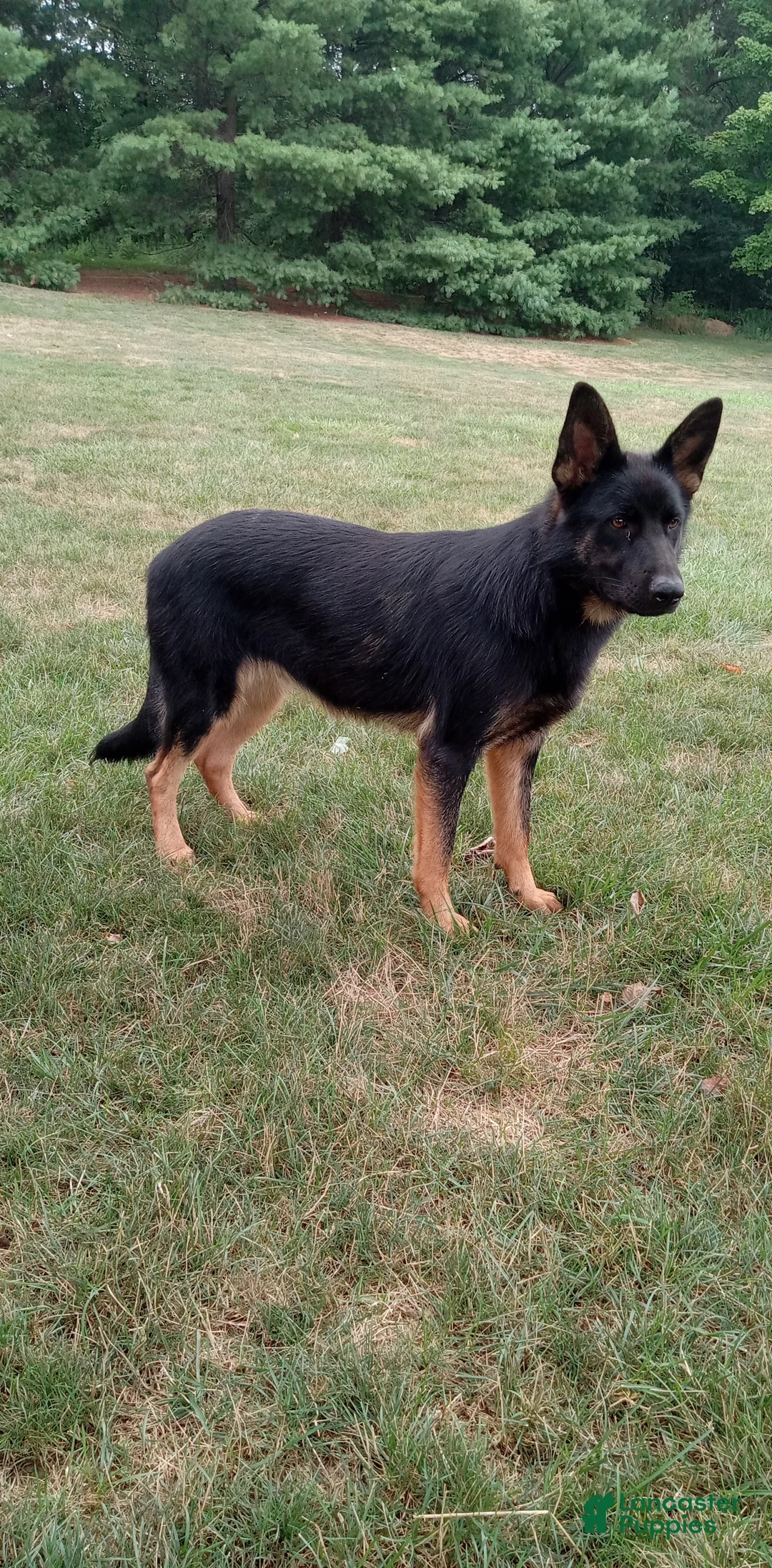 German Shepherd dogs for sale: Clover - Ad 5