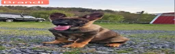 German Shepherd dogs for sale: Brandi  - Ad 2