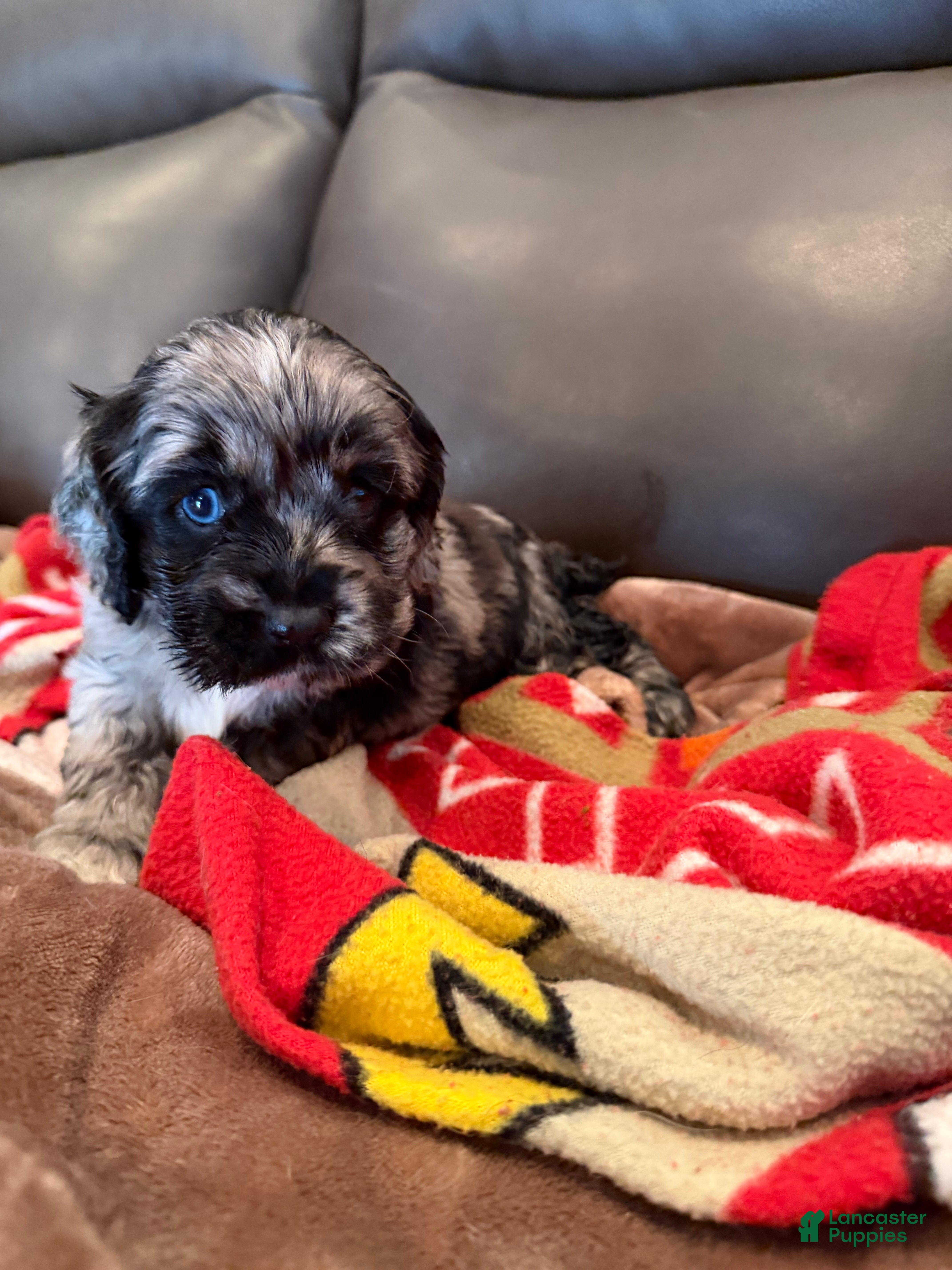 Cocker Spaniel dogs Lady Gaga - Ad 23