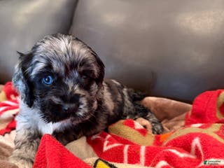 Cocker Spaniel dogs Lady Gaga - Ad 14