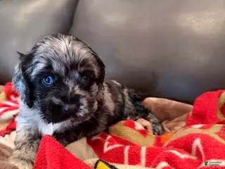 Cocker Spaniel dogs Lady Gaga - Ad 40