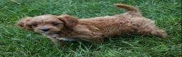 Cavapoo dogs for sale: Lily - Ad 4