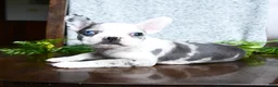 Boston Terrier dogs for sale: Erin - Ad 5