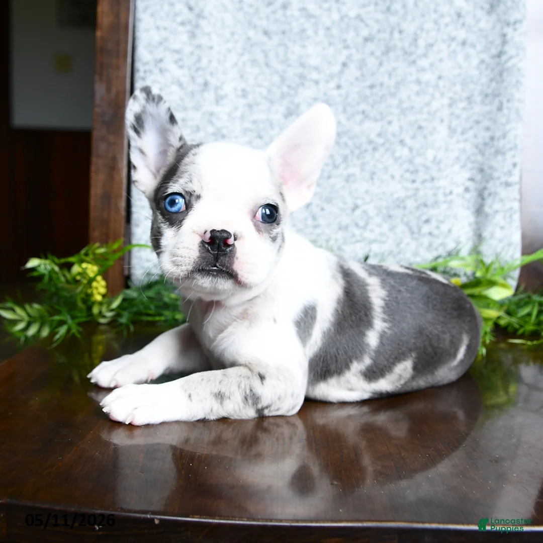 Boston Terrier dogs for sale: Erin - Ad 5