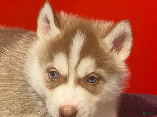 Siberian Husky dogs Spencer - Ad 10