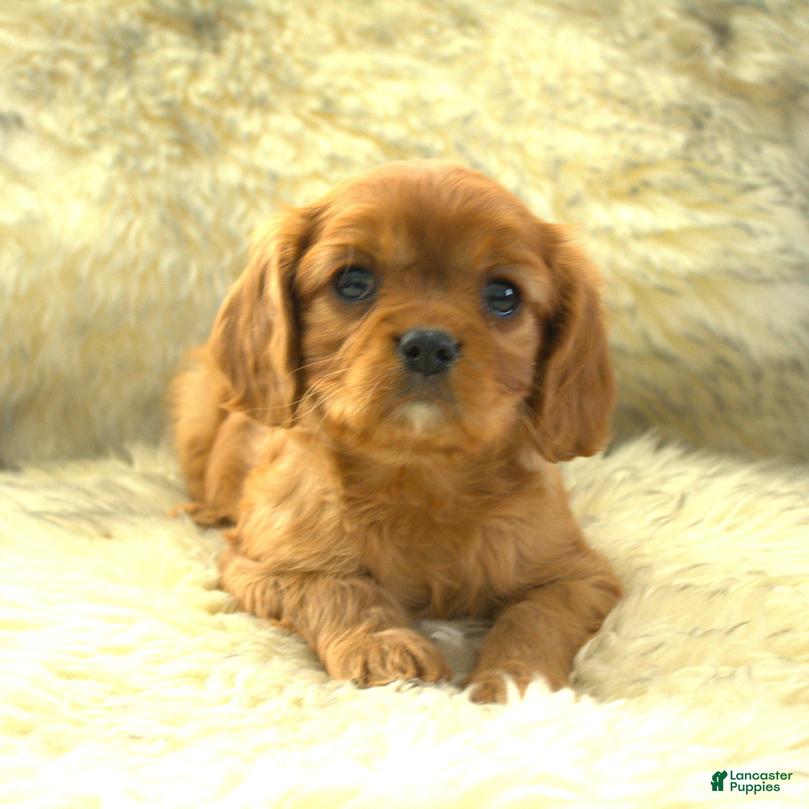Cavalier King Charles Spaniel dogs Peter - Ad 7
