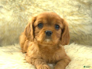 Cavalier King Charles Spaniel dogs Peter - Ad 7