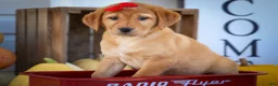 Labrador Retriever dogs for sale: NAOMI - Ad 3