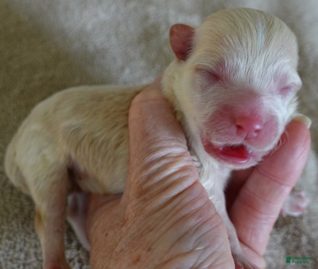 Maltipoo dogs for sale: Kyro boy - Ad 9