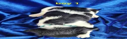 Brittany Spaniel dogs for sale: French Brittany boy 1 - Ad 3