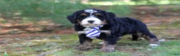 Mini Bernedoodle dogs for sale: Ramirez - Ad 3