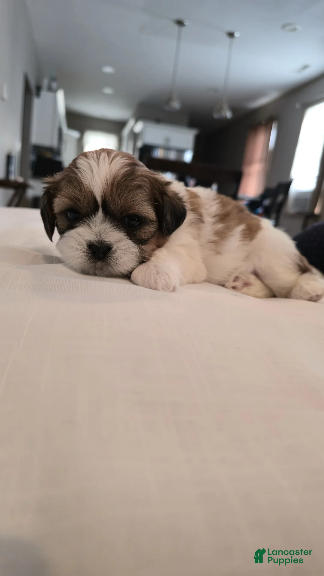 Shih Tzu dogs for sale: Moose - Ad 4