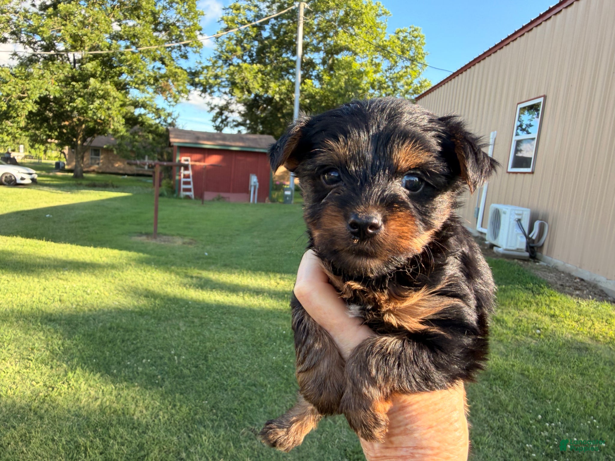 Yorkshire Terrier dogs Yorkshire Terrier Puppy 6 - Ad 1