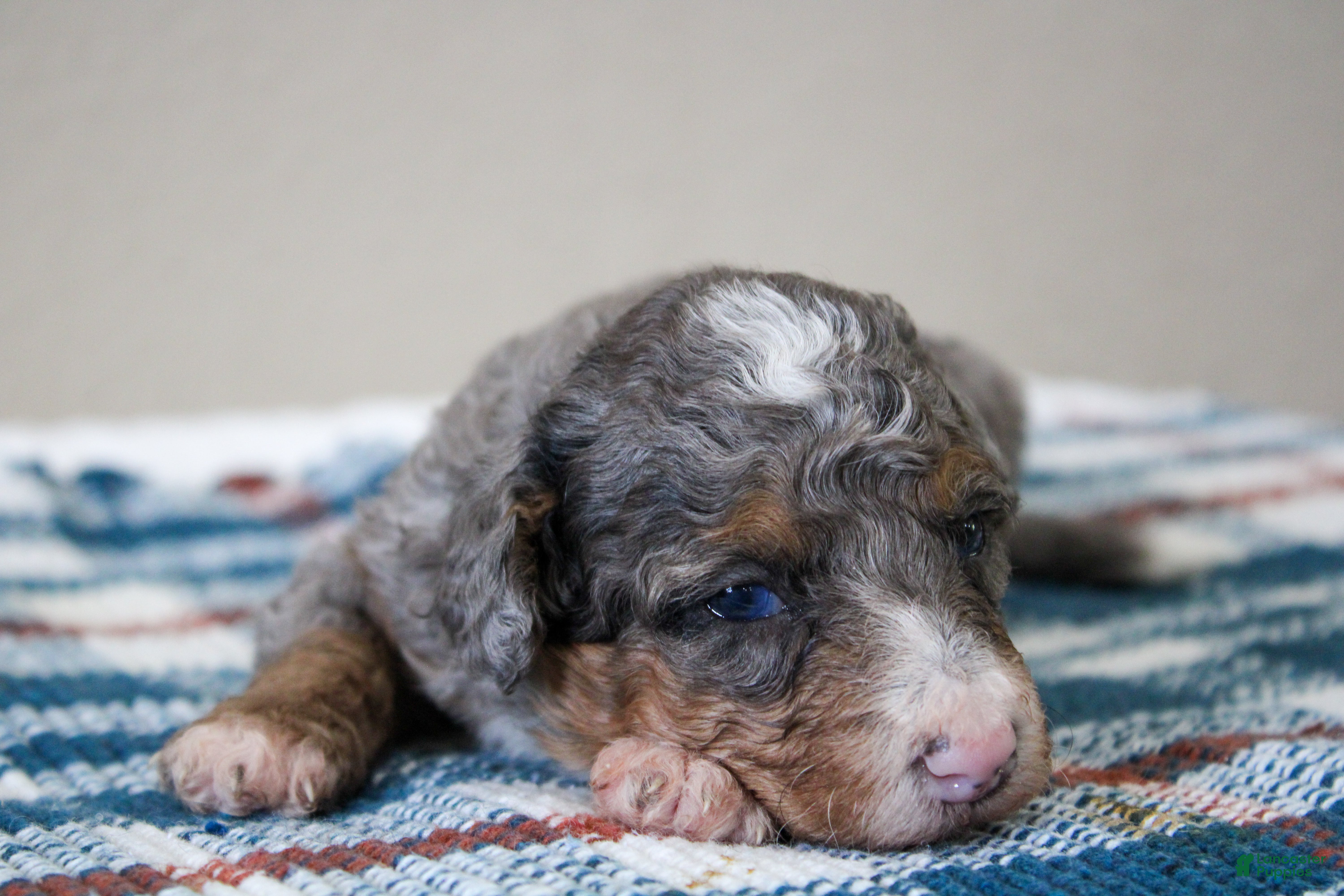 Mini Bernedoodle dogs Snickers  - Ad 2