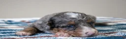 Mini Bernedoodle dogs for sale: Snickers  - Ad 2