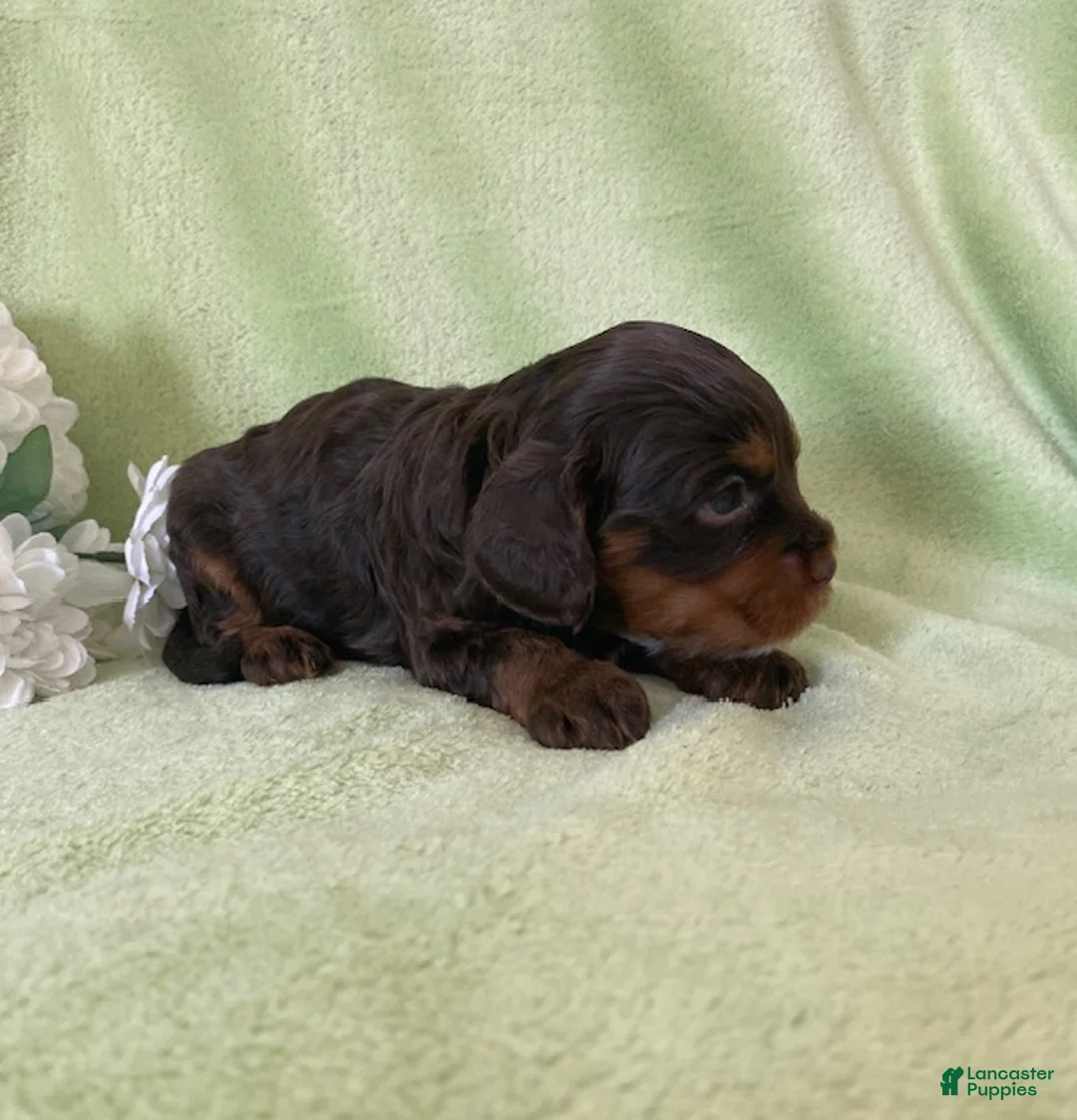Cavapoo dogs for sale: Nolan- Chocolate tri - Ad 2