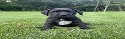 Cane Corso dogs for sale: Ben - Ad 4