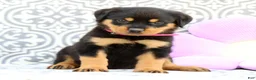 Rottweiler dogs for sale: Shirley - Ad 3