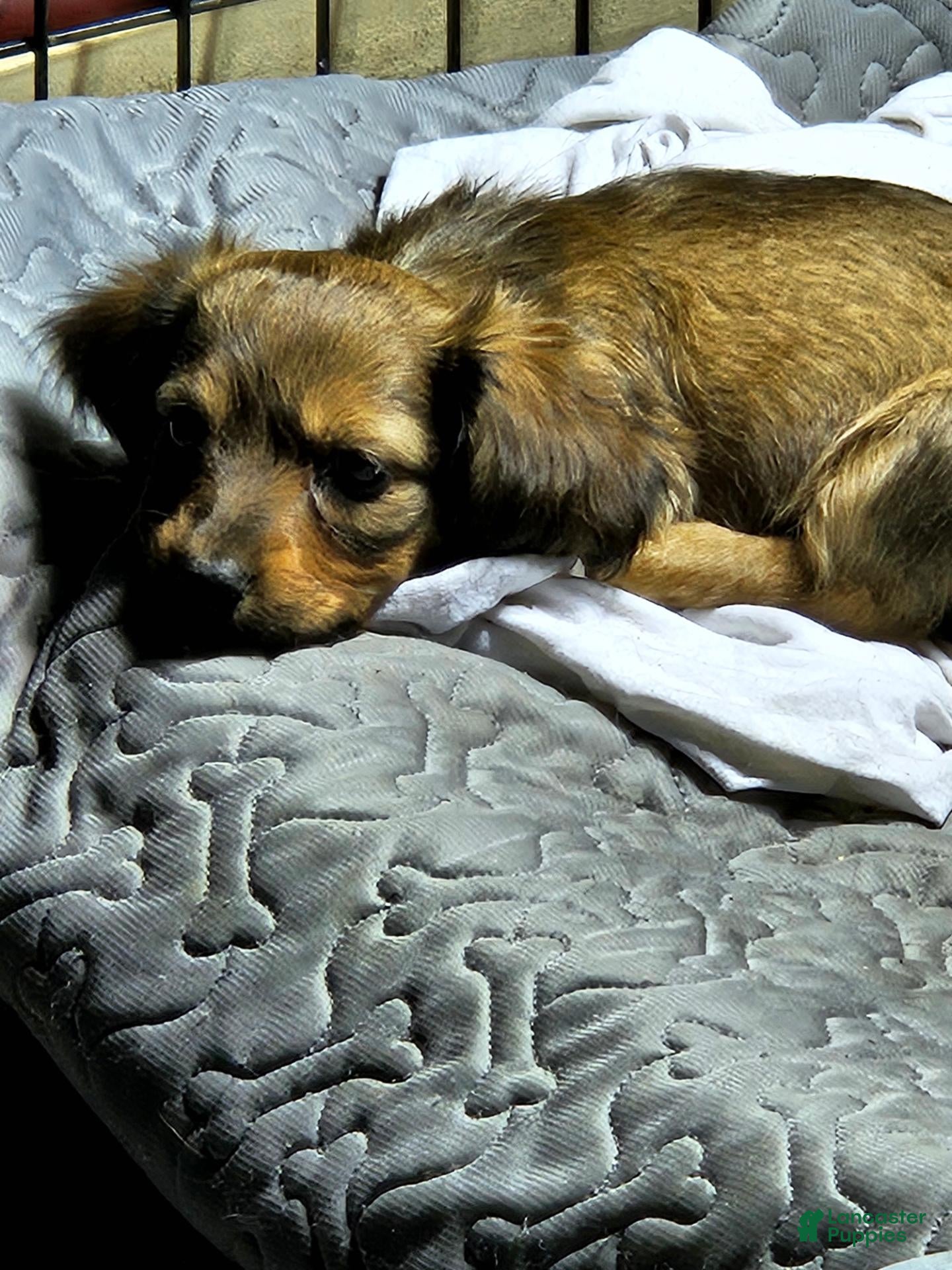 Miniature Dachshund dogs for sale: Miniature Dachshund 1 - Ad 2