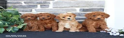 Cavapoo dogs for sale: Lilly - Ad 3
