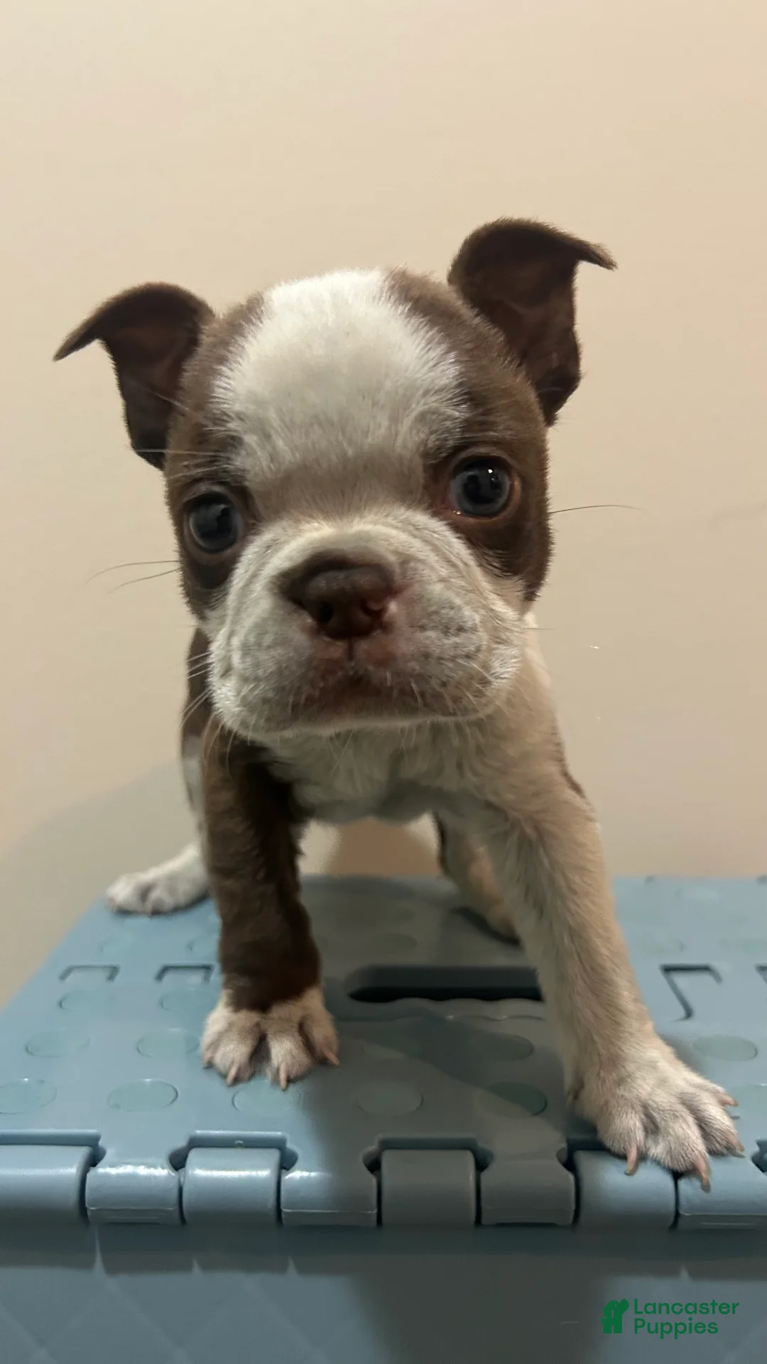 Boston Terrier dogs for sale: Dicky - Ad 2