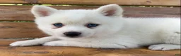 Alaskan Klee Kai dogs for sale: Pretty Blue Eyed SnowWhite~! - Ad 4