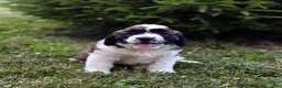 Saint Berdoodles dogs for sale: Belle - Ad 8