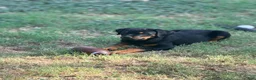 Rottweiler dogs for sale: Rottweiler 2 - Ad 1