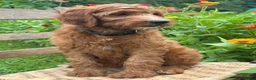 Irish Doodle dogs for sale: Maple - Ad 13
