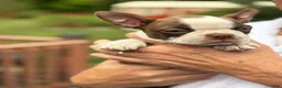 Boston Terrier dogs for sale: Dolly - Ad 1