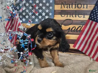 Cavalier King Charles Spaniel dogs for sale: Sweet Pea - Ad 2