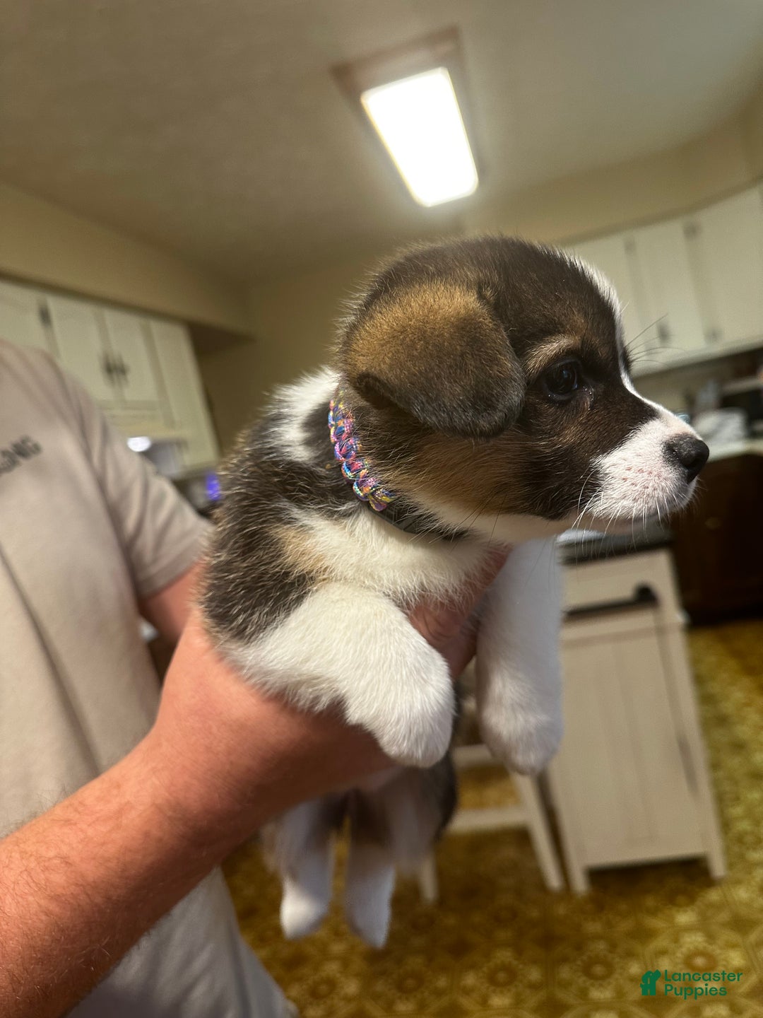 Welsh Corgi Pembroke dogs for sale: Welsh Corgi Pembroke Puppy 3 - Ad 7