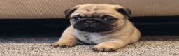 Pug dogs for sale: Champion Otis - Ad 7