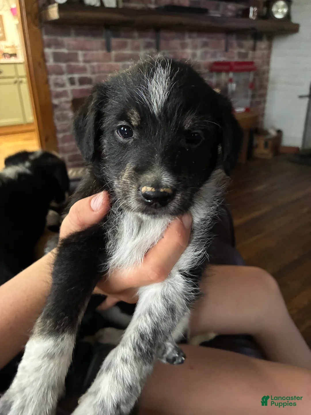 Mixed Breed dogs for sale: Aussie Doodle  - Ad 2