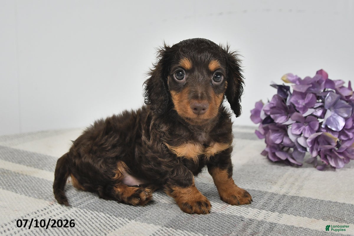 Miniature Dachshund dogs Alex - Ad 1