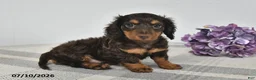 Miniature Dachshund dogs for sale: Alex - Ad 1