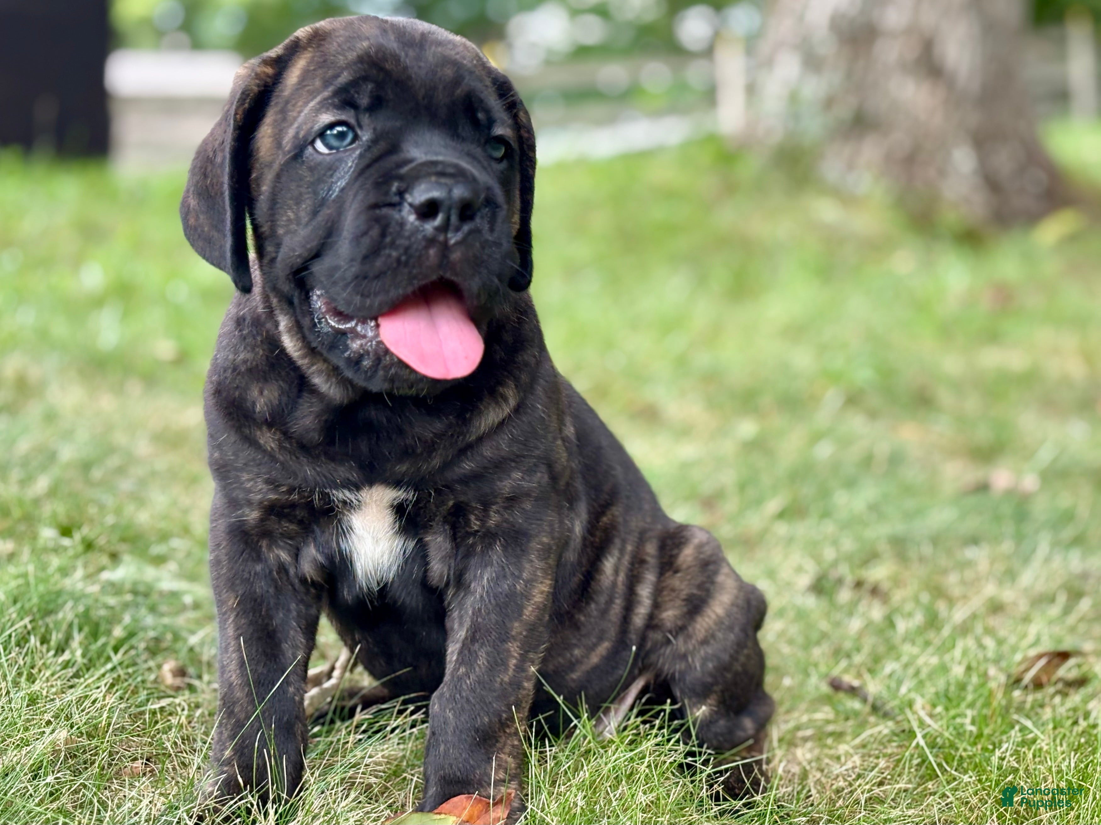 Cane Corso German Shepherd Mix Corso German Shepherd Puppy Cane