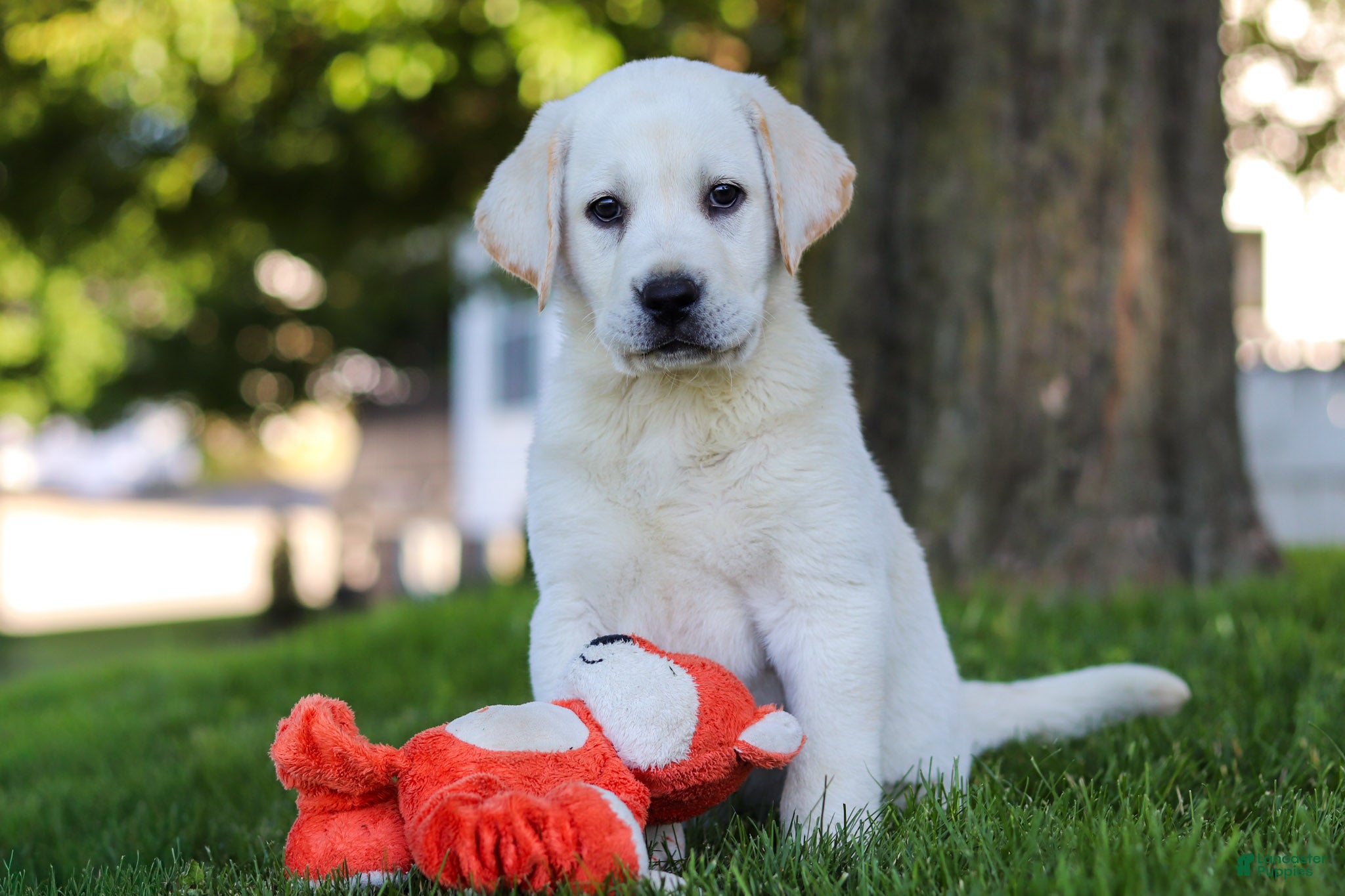 Labrador Retriever dogs Bobby - Ad 1