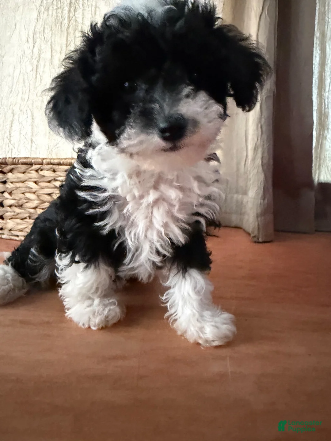 Toy Poodle dogs for sale: Toy Poodle mostly white  - Ad 2