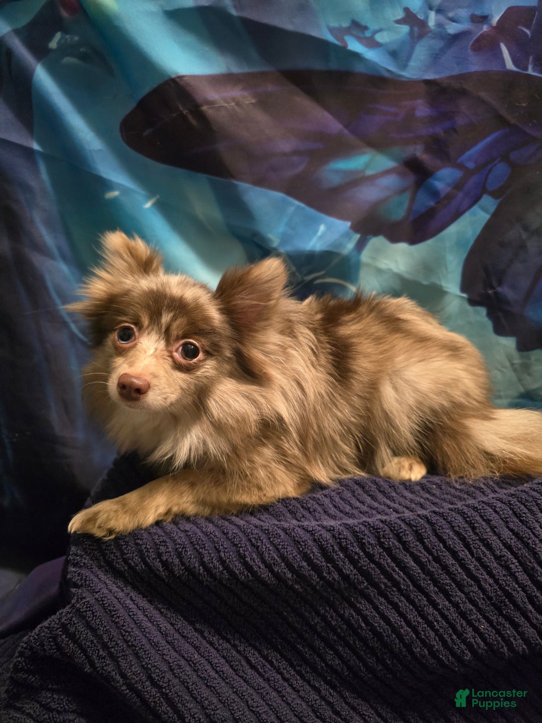 Pomeranian dogs for sale: Pomeranian Puppy 1 - Ad 4