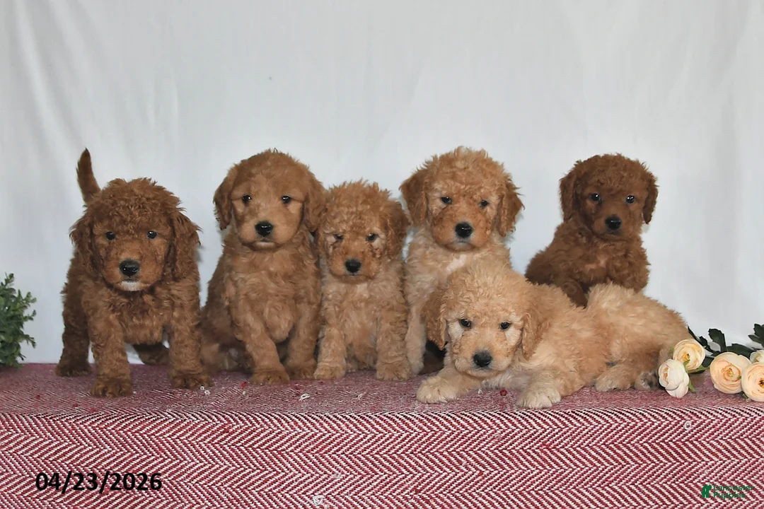 Goldendoodle dogs for sale: Leo - Ad 5