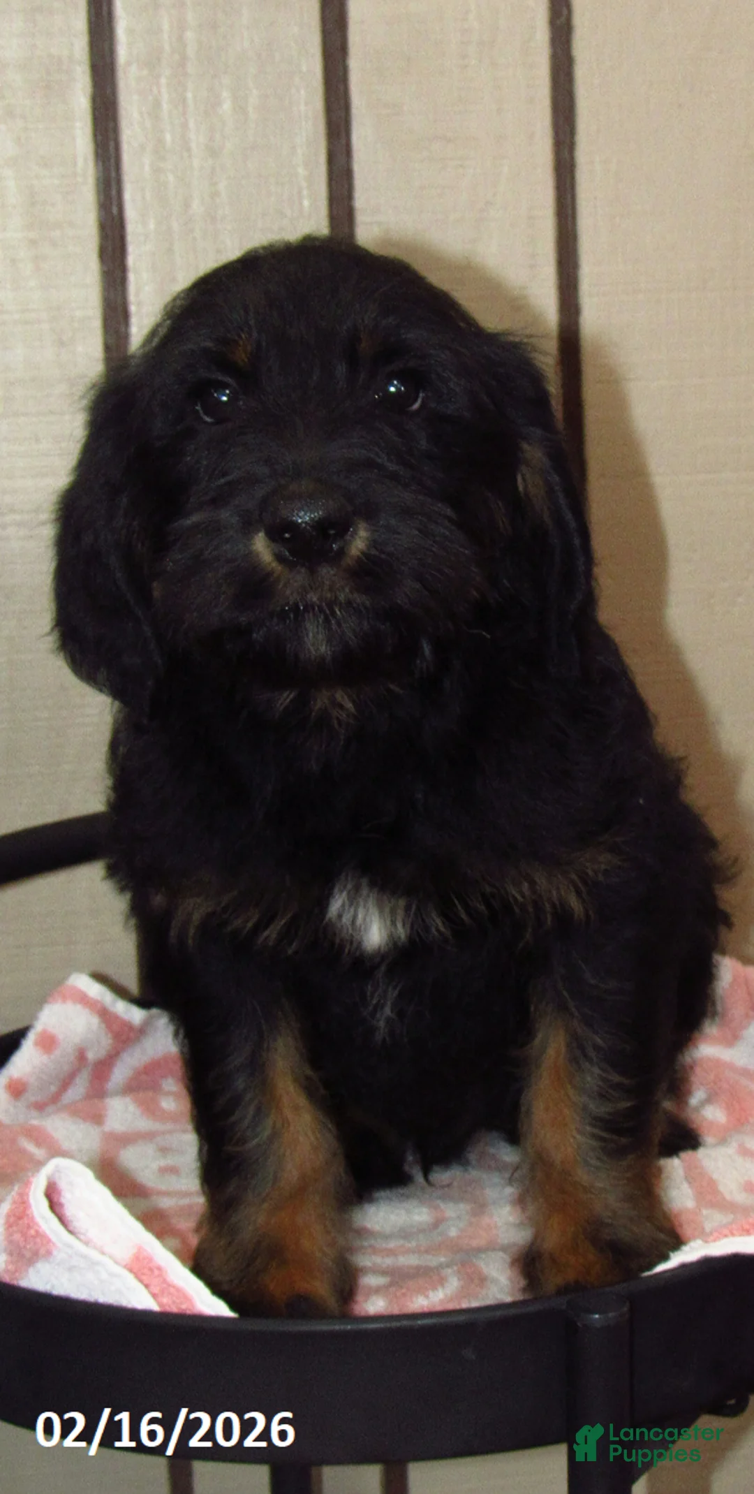 Labradoodle dogs for sale: Asher - Ad 2