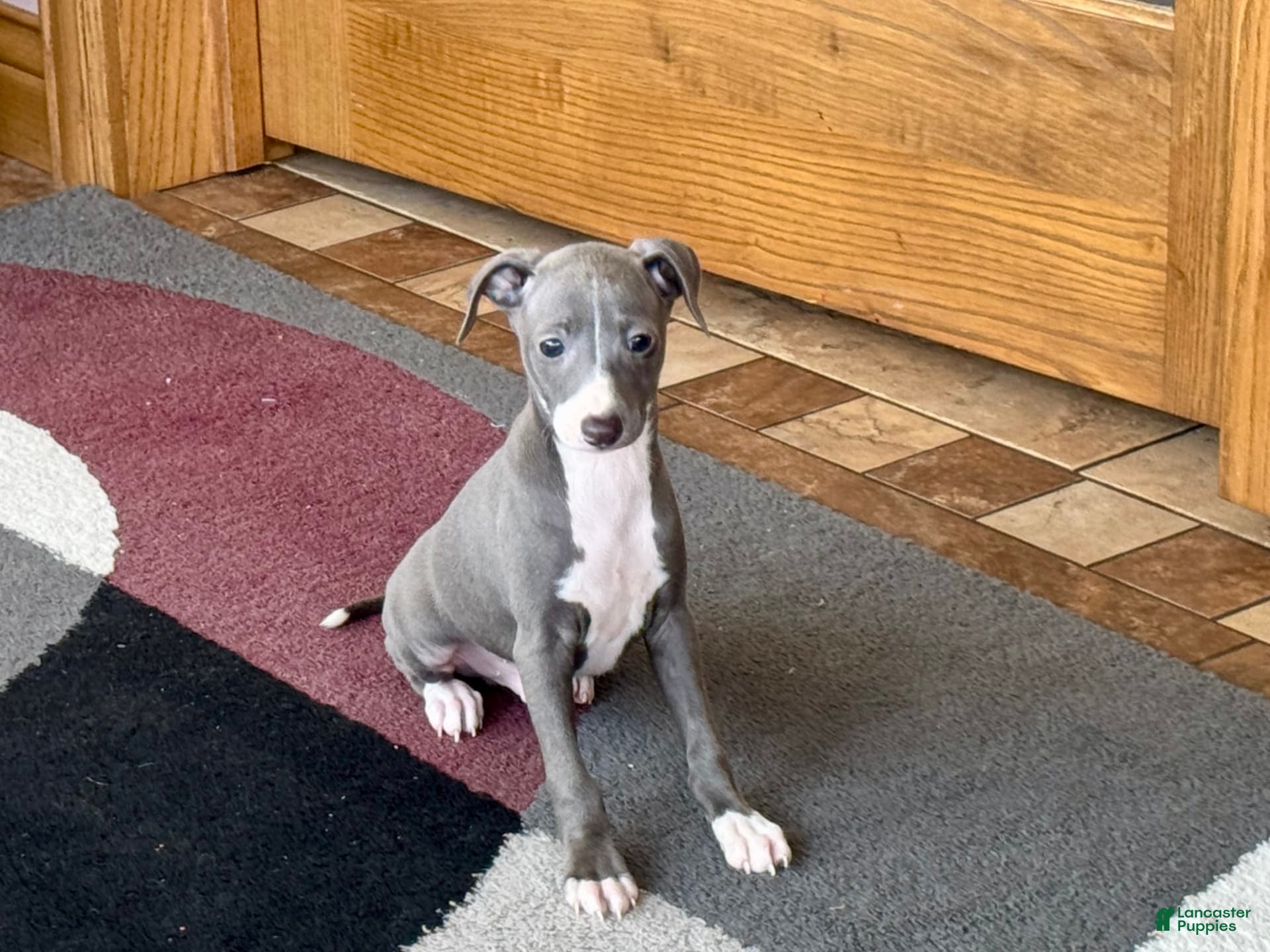 Italian Greyhound dogs Pj - Ad 2