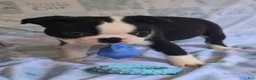 Boston Terrier dogs for sale: Chance - Ad 10