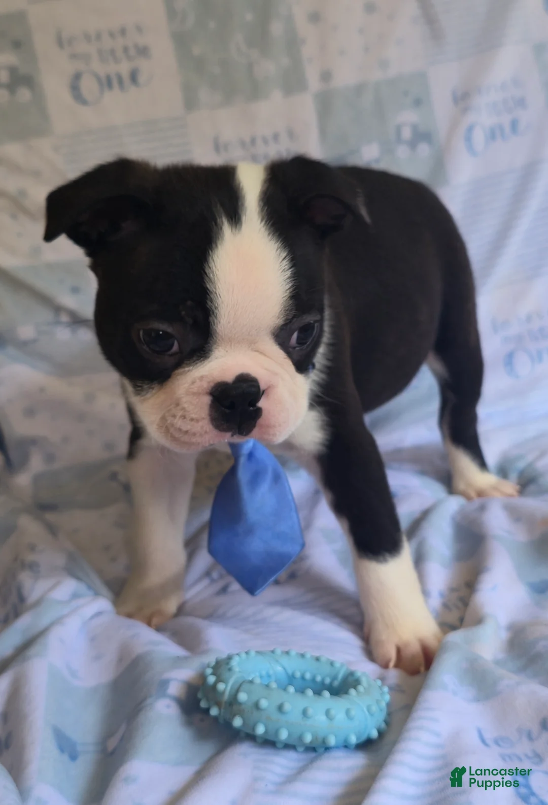 Boston Terrier dogs for sale: Chance - Ad 10